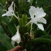 Hedychium coronarium J.Koenig